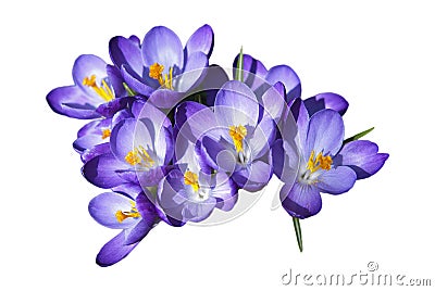 Crocus Flowers Stock Photo