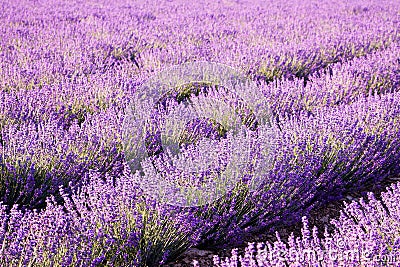 Blooming purple lavender, colorful summer background. Field of lilac fragrant lavender on a clear sunny day. Stock Photo