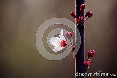 Purple-leaf plum flower and buds Stock Photo