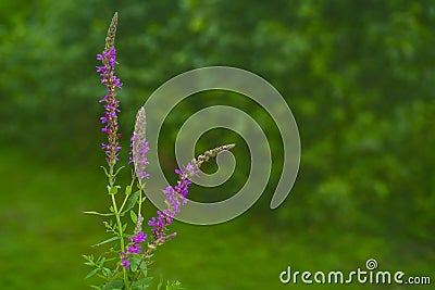 Blooming purple loosestrife Lythrum salicaria on blured natural gree background Stock Photo