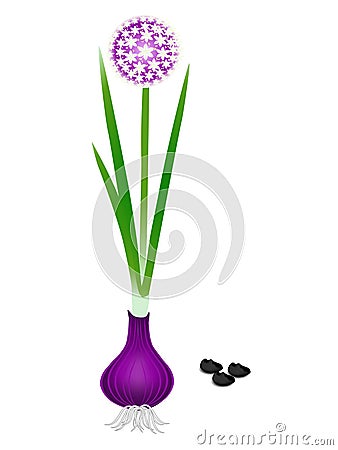 Blooming purple onion with seeds on a white background. Vector Illustration