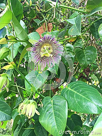 Blooming Purple Passionflower Vines in the Forest Stock Photo