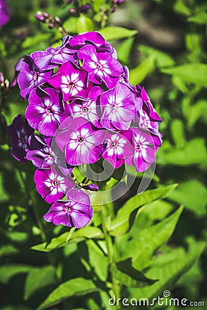 Blooming purple phlox in the garden Stock Photo