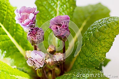 Blooming purple primrose close-up Stock Photo