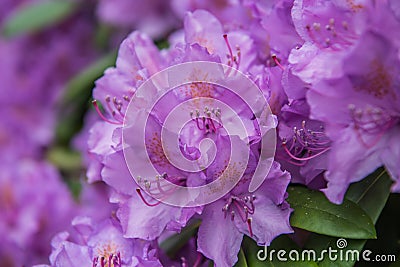 Blooming purple rhododendron, petals detail Stock Photo