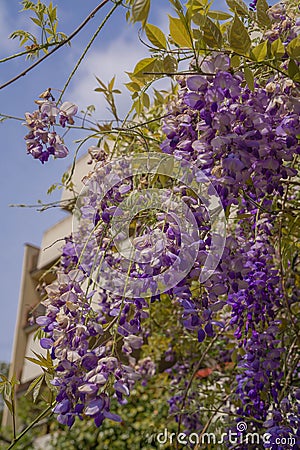 Blooming purple spring wisteria in Rome, Italy Stock Photo