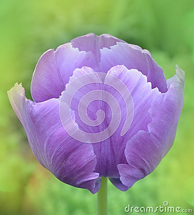 Blue Parrot tulip in garden. Beautiful purple tulip Stock Photo