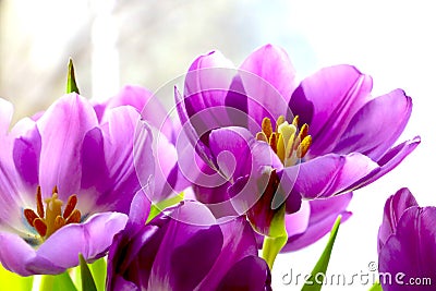Blooming purple tulips in a bouquet. Fragrant smell Stock Photo