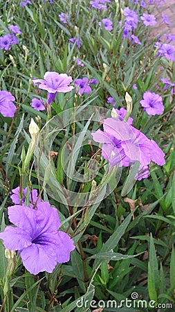 Blooming purple waterkanon flowers Stock Photo