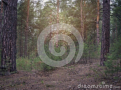 Blooming Willow, Salix, Tree Glowing In Dark Mysterious Fantasy Forest. Spring, Renewal Concept. Easter Holiday Stock Photo