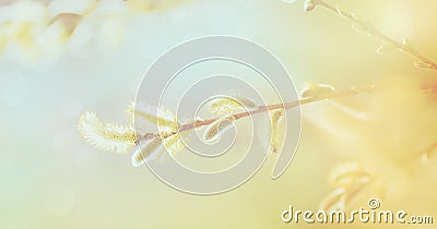 Blooming pussy-willow in sunlight, banner Stock Photo