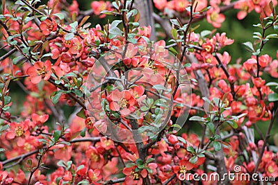 Bunches of blooming quince in garden Stock Photo