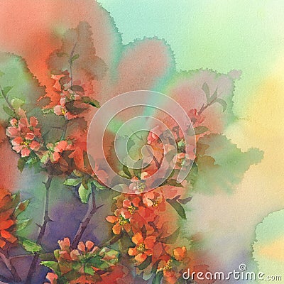 Blooming quince still-life watercolor Stock Photo