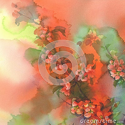 Blooming quince still-life watercolor Stock Photo