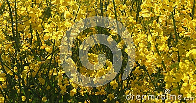 Blooming Rape field, brassica napus, Normandy in France Stock Photo