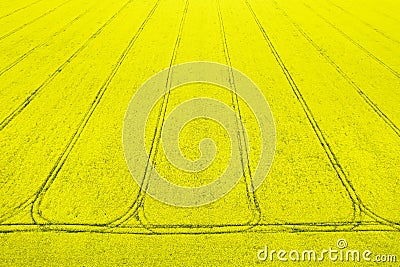 Blooming rapeseed field seen from above. Drone shot for agriculture business. Stock Photo