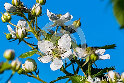 Blooming raspberries bush with flowers against blue sky background. Stock Photo