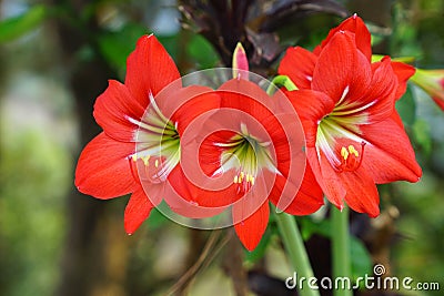 Blooming red amaryllis or Hippeastrum flowers in garden Stock Photo