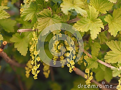 Blooming red currants.Tassels of yellow flowers close-up on the branches of currants Stock Photo