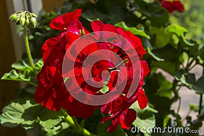 Blooming red geranium Stock Photo