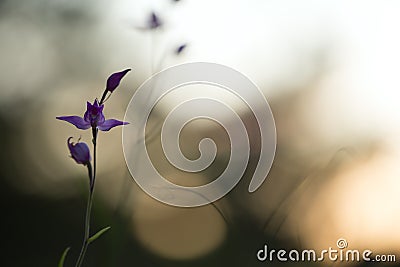 Red Helleborine, Cephalanthera rubra Stock Photo