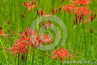 blooming red lycoris radiata Stock Photo