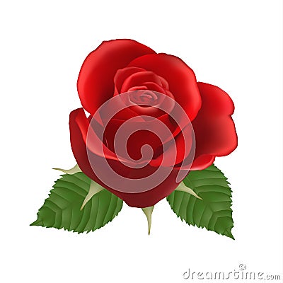 Blooming red Rose. Vector Vector Illustration