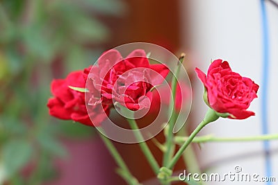 Blooming red roses with colorful background. Stock Photo