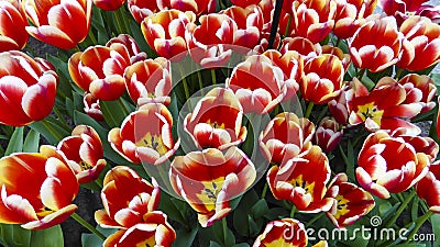 Blooming red tulips close-up Stock Photo