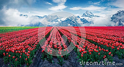 Blooming red tulips flower in the foothills of snowy mountains. Stock Photo