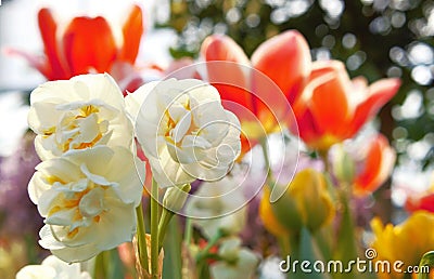 Blooming red and white spring flowers Selective focus Background Stock Photo