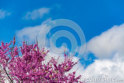 Blooming redbud tree under the blue sky Stock Photo
