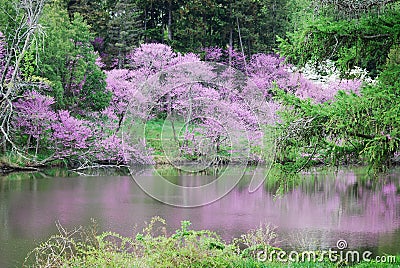 Blooming redbud trees next to Lake Marmo with reflections. Stock Photo