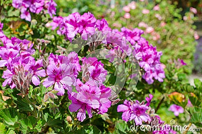 Blooming Regal Pelargonium with pink flowers. It`s an evergreen bushy perennial originally from South Africa Stock Photo