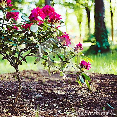 Blooming rhododendron Stock Photo