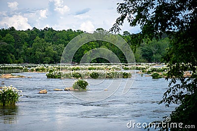 Blooming Rocky Shoal Spider Lilies on the Catawba River Stock Photo