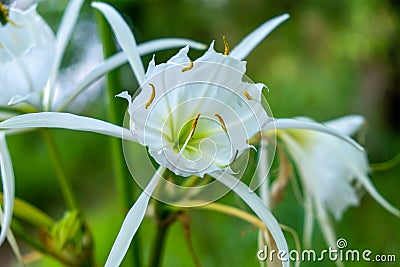 Blooming Rocky Shoal Spider Lily macro view Stock Photo