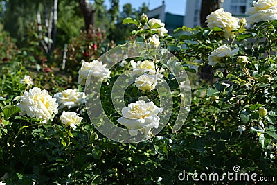 Blooming rose bush with white flowers in summer Stock Photo