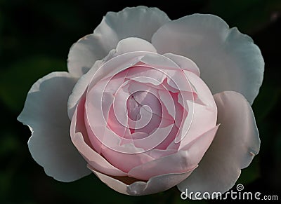 Blooming rose in the garden on a sunny day. Rose Gentle Hermione. Stock Photo