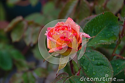 Blooming rose in rain Stock Photo