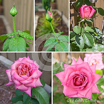 Blooming Rose Sequence Stock Photo