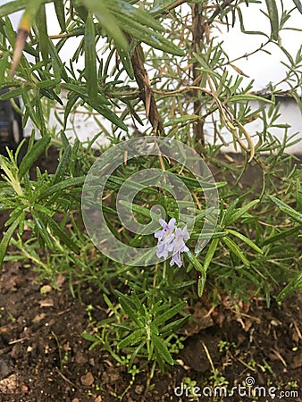 Blooming Rosemary Stock Photo