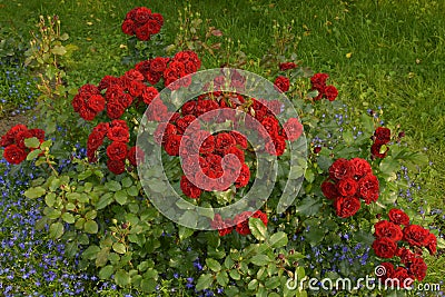 Blooming roses in the garden Stock Photo