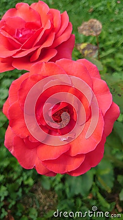 Blooming roses ready for pollination Stock Photo