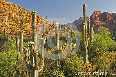 Blooming Saguaros. Stock Photo