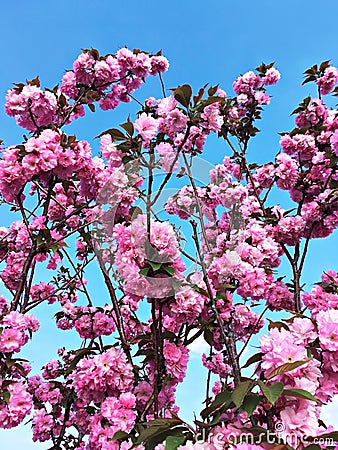 Blooming sakura, cherry or almond tree with pink flowers on a blue sky background. Spring pink bloom Stock Photo