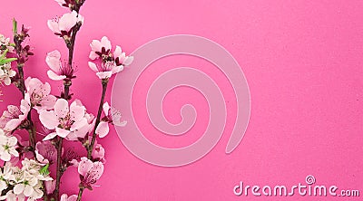 Blooming sakura, spring flowers on pink background Stock Photo