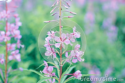 Blooming sally flowers close up, willow-herb or Ivan Tea Stock Photo