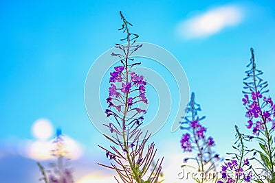 Blooming Sally or willow plant, clear morning Stock Photo