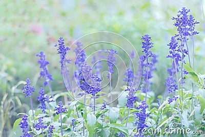 Blooming Salvia flowers are growing on the wiald field. Floral background with violet flowers in misty blue tones with bokeh Stock Photo